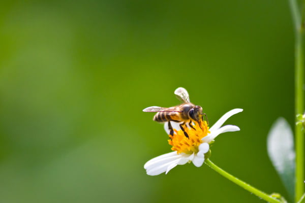bee