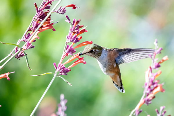 hummingbird